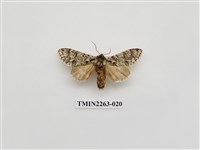 藏品(夙舟蛾屬)的圖片